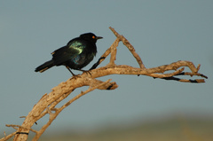 Lamprotornis chalybaeus