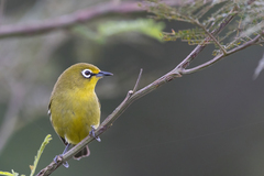 Zosterops virens virens