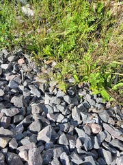 Epilobium adenocaulon