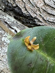 Nothocestrum peltatum