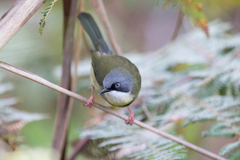 Apalis thoracica