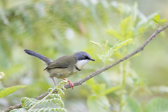 Apalis thoracica