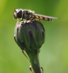 Melangyna viridiceps