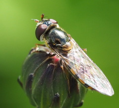 Melangyna viridiceps