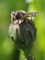 Melangyna viridiceps