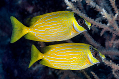 Siganus puellus