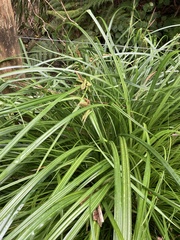 Carex geminata