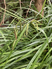 Carex geminata