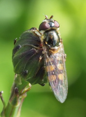 Melangyna viridiceps