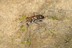 Cylindera disjuncta