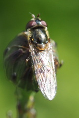 Melangyna viridiceps