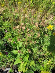 Centaurea phrygia pseudophrygia