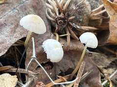 Strobilurus trullisatus