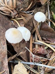 Strobilurus trullisatus