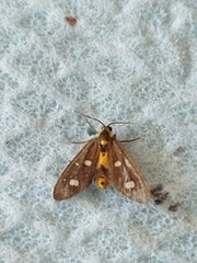 Dysauxes famula