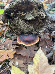 Fomitopsis pinicola