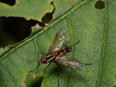 Dexiinae