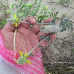 Dalea aurea
