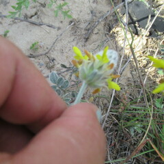 Dalea aurea