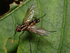 Dexiinae