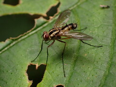 Dexiinae