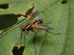 Dexiinae