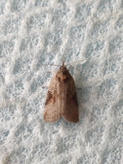 Nycteola asiatica