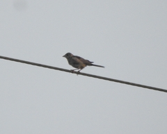 Emberizidae