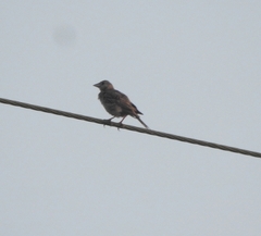 Emberizidae