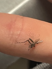 Aedes notoscriptus