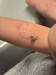Aedes notoscriptus