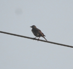 Emberizidae