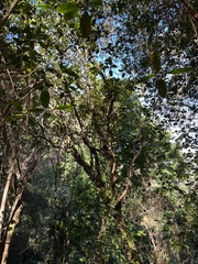 Nothocestrum peltatum