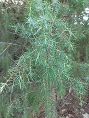 Juniperus oxycedrus