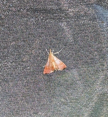 Hemiscopis sanguinea