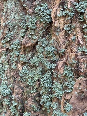 Menegazzia subsimilis