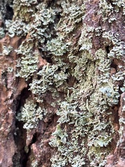 Menegazzia subsimilis