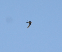 Aerodramus unicolor
