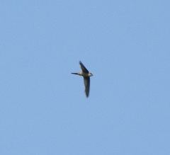 Aerodramus unicolor