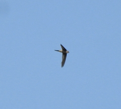 Aerodramus unicolor