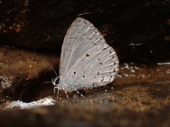 Lycaenopsina