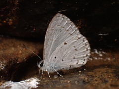 Lycaenopsina
