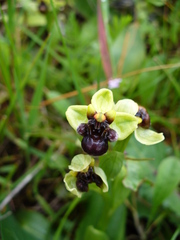 Ophrys bombyliflora