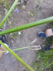 Leucauge dromedaria