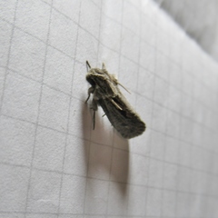 Acrolophus popeanella