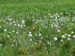 Eriophorum vaginatum