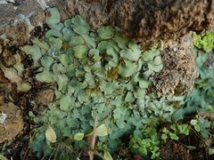 Plagiochasma rupestre