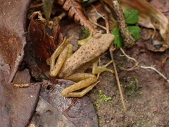 Chalcorana chalconota