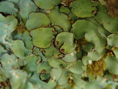 Plagiochasma rupestre