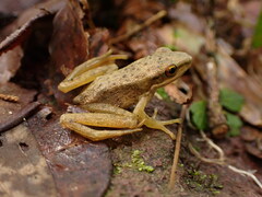 Chalcorana chalconota